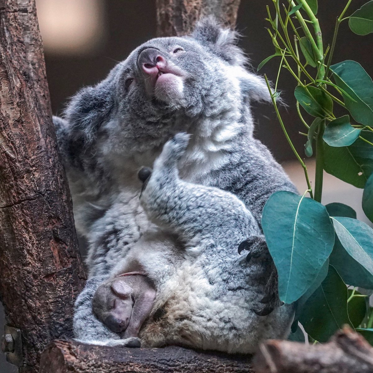 Riku ふと立ち寄ったコアラ館で 運よくニーナちゃんの赤ちゃん を見ることができました お母さんのお腹のポケットで安心しきって眠っていて とても可愛かったです 多摩動物公園 コアラ