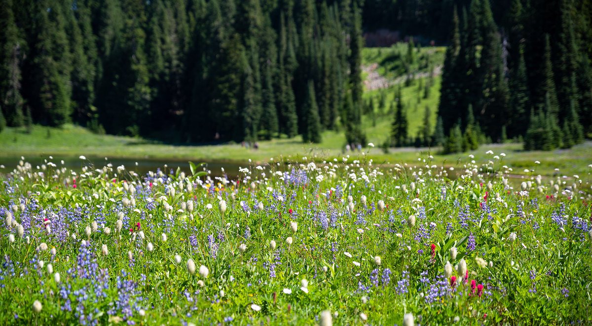 s_d_sea's tweet photo. โTipsoo Wildflowersโ
Canโt wait to head back to @MountRainierNPS in a couple of days!๐
#pentax #pentaxk1ii @PENTAXIAN #pnw #SoNorthwest #wildflowerwednesday @WTA_hikers @visitmtrainier #tipsoolake #wildflowers #summer https://t.co/dyK7zujdIj