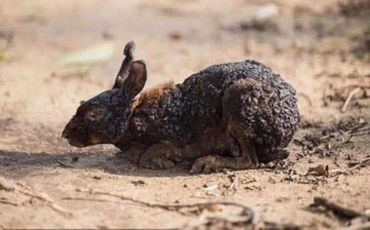 EsterSemH1's tweet photo. Quando o ser humano entender que não se respira dinheiro, será tarde demais! #PrayforAmazonas https://t.co/qp2NGgBaqd