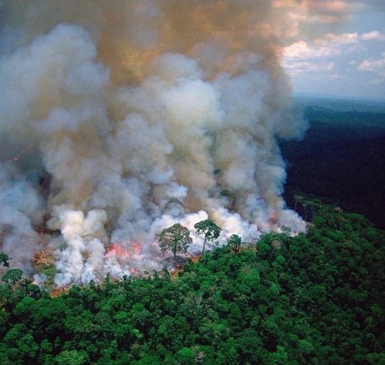 EsterSemH1's tweet photo. Quando o ser humano entender que não se respira dinheiro, será tarde demais! #PrayforAmazonas https://t.co/qp2NGgBaqd