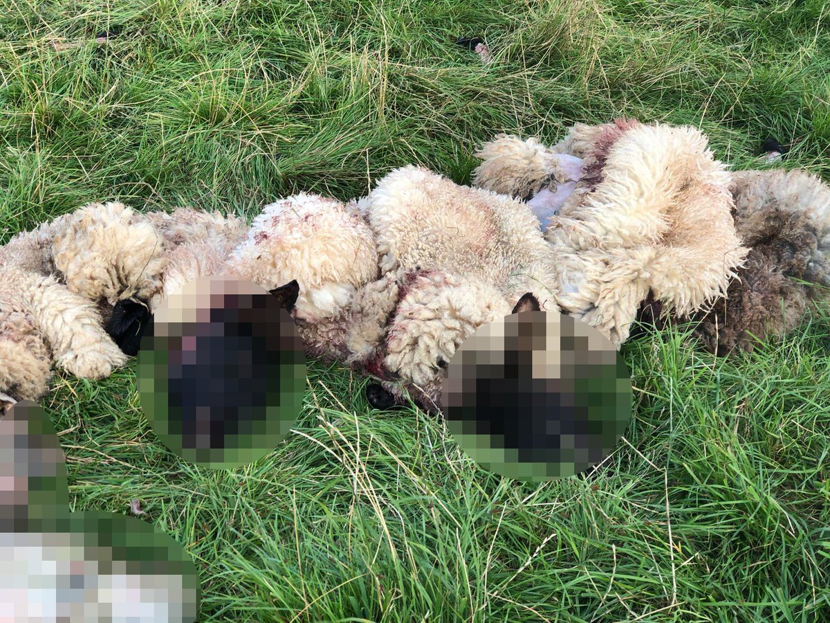 NorthantsPolice's tweet photo. We're appealing for information after 11 lambs were illegally butchered in #Whilton, #Daventry. It's thought they were killed between 5pm Sun Aug 18 and 5pm Mon Aug 19. Any info call 101. The investigation is part of #OperationStock. https://t.co/yZSlez149n #OpStock #ruralmatters https://t.co/zLs558HLVh