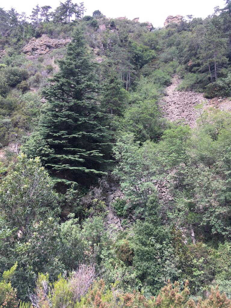 TopogArt's tweet photo. @ParcoBeigua Comparison of 1924 Forestry Commission photograph and present day landscape @LeverhulmeTrust https://t.co/MBt0YL5VjO