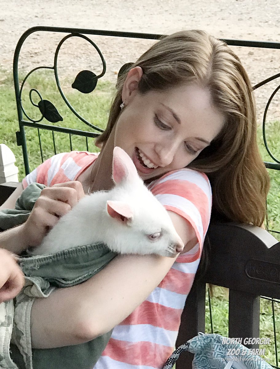 northgeorgiazoo's tweet photo. Join us for the last Sunset Tour of the year! August 31st from 6:15p-8:45p.  Get a unique up-close and personal guided tour. Meet &amp; greet with some of the zoo's baby exotic animals and animal ambassadors!  Book your tickets today by visiting https://t.co/4eBbjxmp3v https://t.co/TxJxS6qBCw