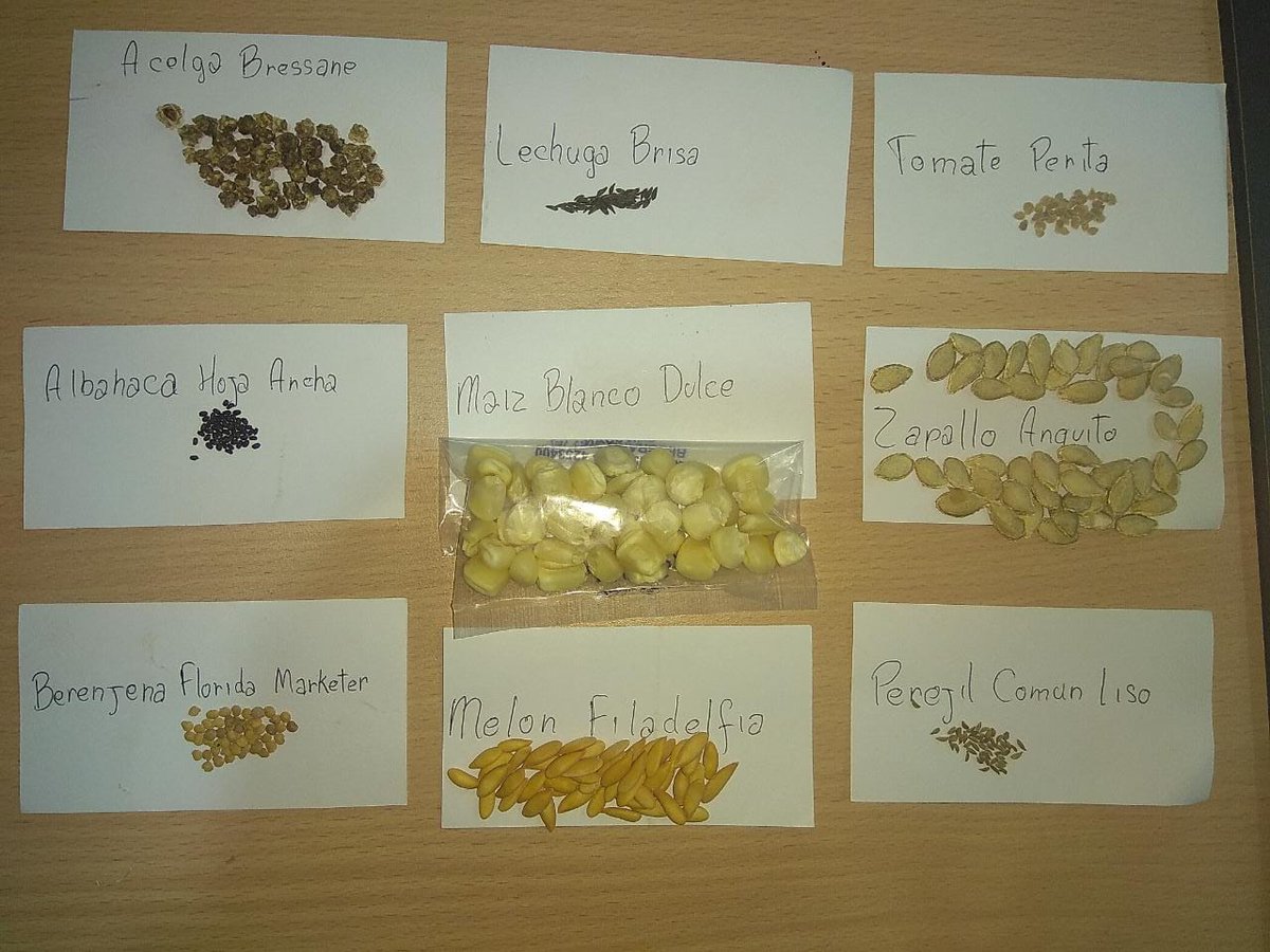 Sub_Dproductivo's tweet photo. 👨‍🌾👩‍🌾Técnicos preparan ensayo germinativo de semillas temporada Primavera Verano 🍅🥬🥒🌶

@AgriFam2016
@martaferre 
@OttoGoritz https://t.co/Dv5871O4x0