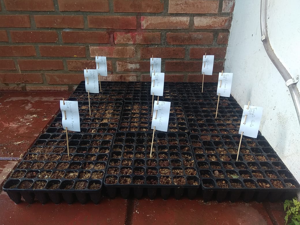 Sub_Dproductivo's tweet photo. 👨‍🌾👩‍🌾Técnicos preparan ensayo germinativo de semillas temporada Primavera Verano 🍅🥬🥒🌶

@AgriFam2016
@martaferre 
@OttoGoritz https://t.co/Dv5871O4x0