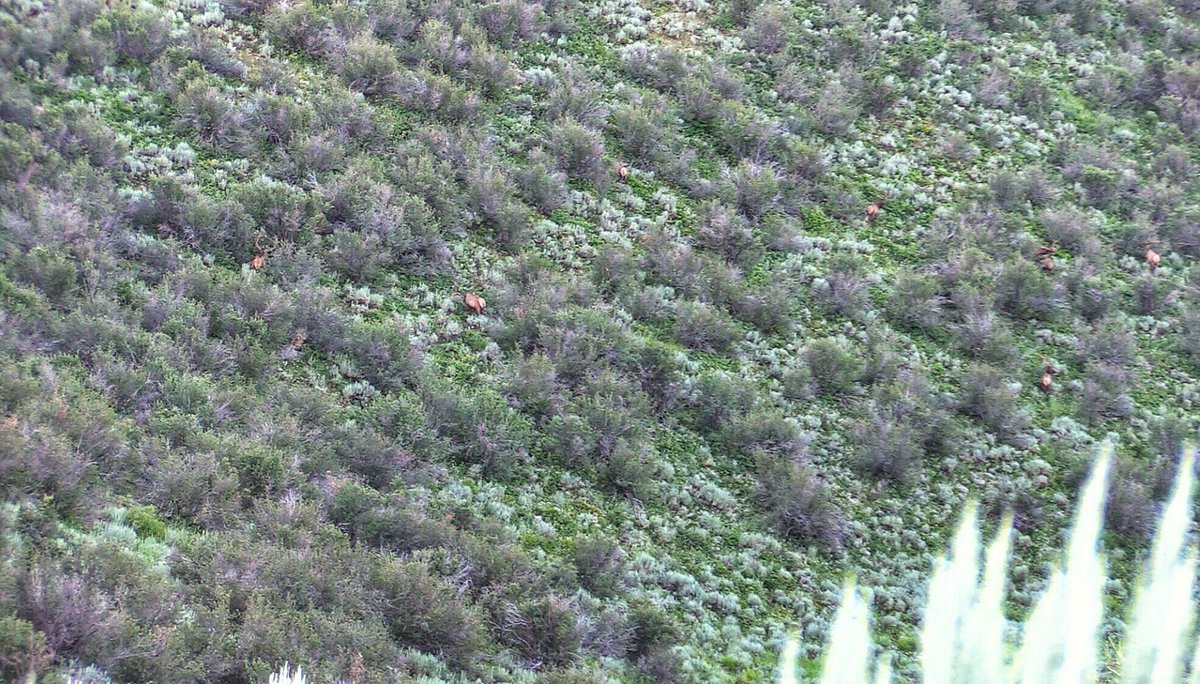 DruryOutdoors's tweet image. COUNT THE ELK!!! How many do you see?? 👀👇🏼 #summerscouting #utah