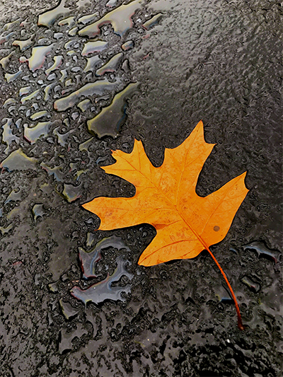 mnforestry's tweet photo. Hey #DYK that 1 inch of rain falling on 1 acre of forest produces 750 gallons of runoff. Compare to 1 inch of rain falling on 1 acre of parking lot which produces 27,000 gallons of runoff. Learn more: https://t.co/LyoaJZq3xJ #CleanWaterMN #NationalWaterQualityMonth https://t.co/5SI0h3qb88