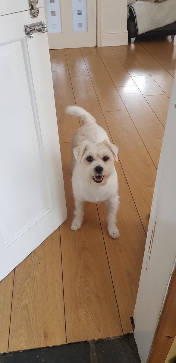 ChrisDu72065189's tweet photo. @DT_Merseyside And here's one of them. This is Poppie๐๐#dogstrustmerseyside https://t.co/yy0l8vQ1Zs