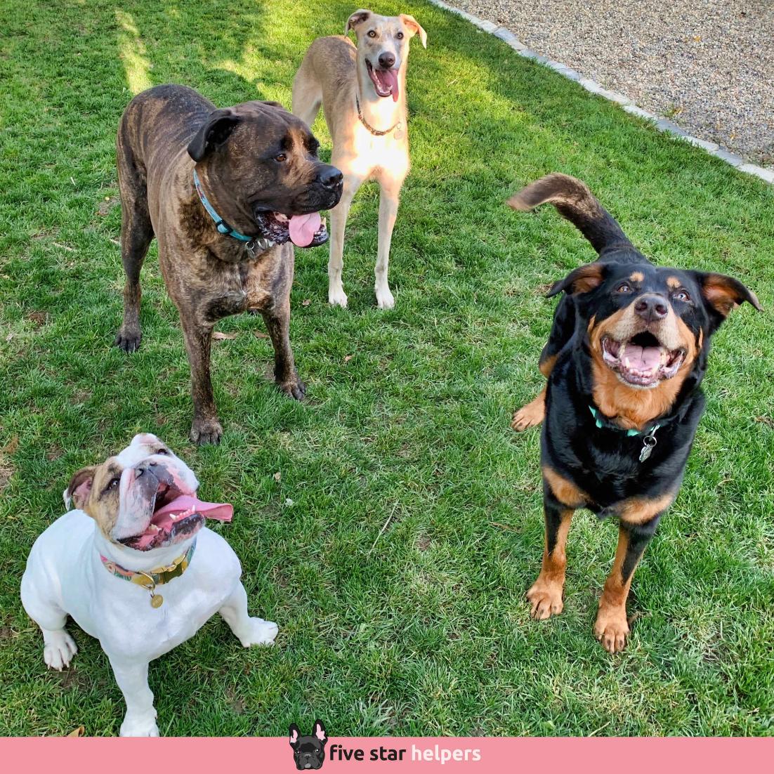 FiveStarHelper's tweet image. Hanging out Rosie, Gryphon, Newt, and Brutus is the best! DOG PARTY!
.
⭐⭐⭐⭐⭐ Google Reviews
🐶 Need dog sitting or dog walking?
☎ 587-439-2414
📧 hello@fivestarhelpers.com