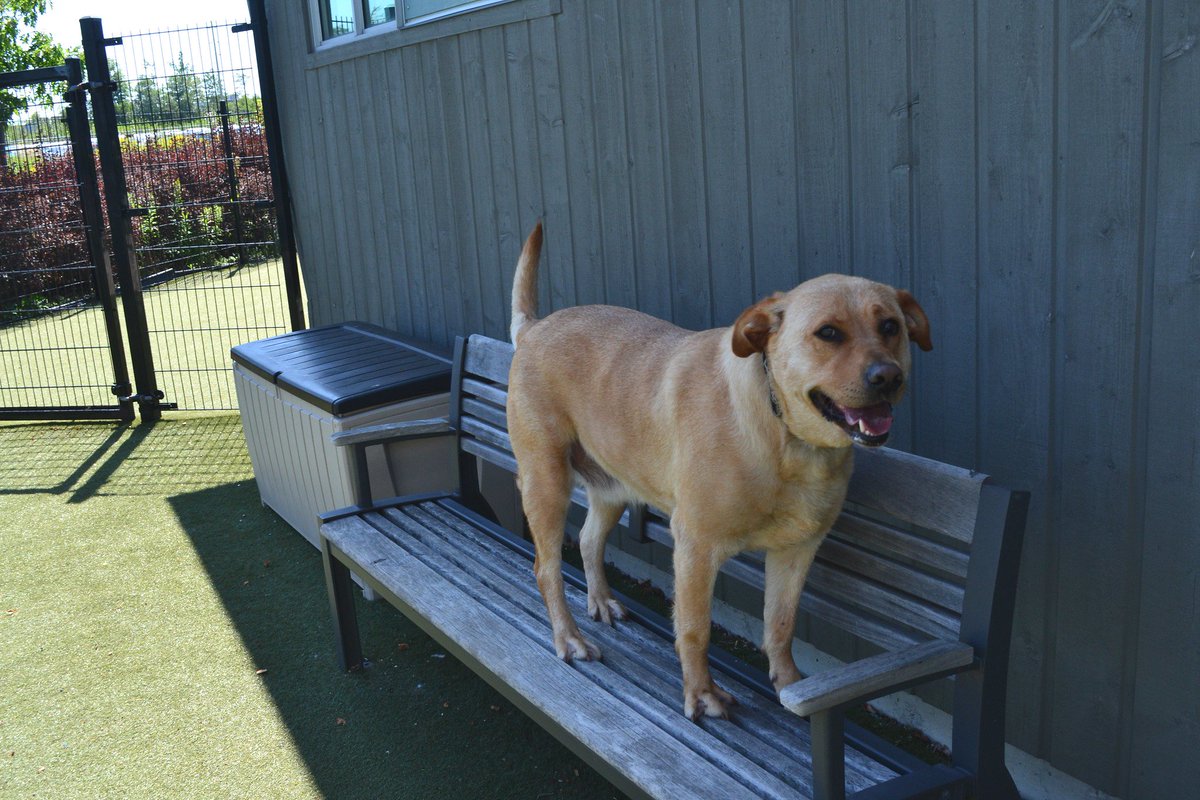 Ottawa Humane Society tweet media