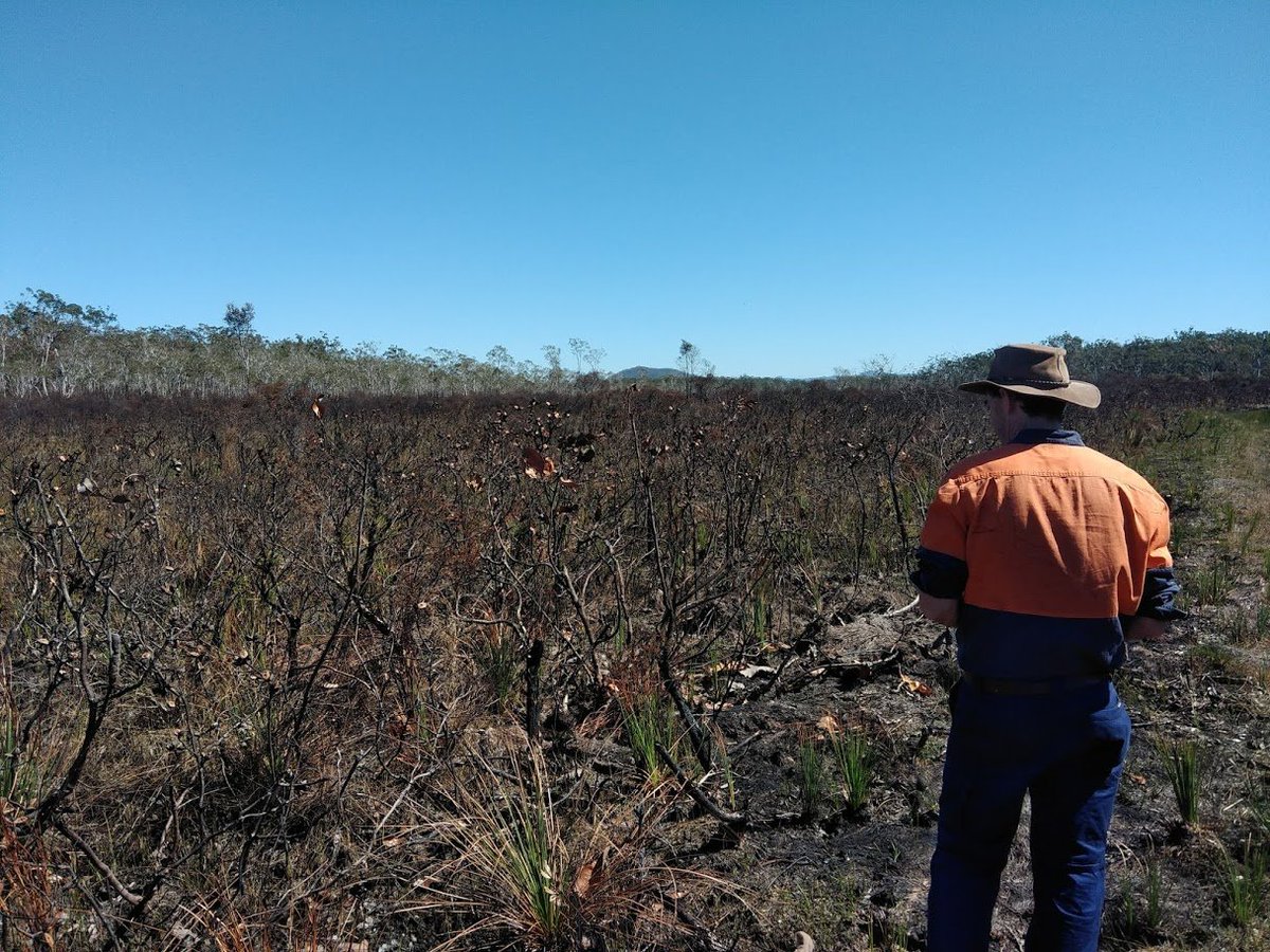 TimCurran8's tweet photo. It was great fun touring a range of #longterm #fireexperiments in the Sunshine Coast hinterland today with Tom Lewis. Most of the experiments have been running since the 70's!
Lots more to come on this, but here's a hakea and a burn site. #sabbatical https://t.co/ZdKQ73PMR4