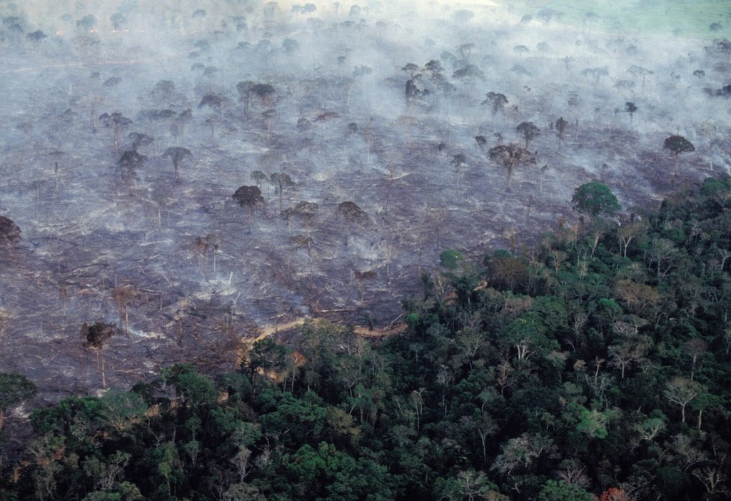 LISANATIONS_'s tweet photo. Amazon Rainforest, the most important forest in the world wich provides 20% oxygen on earth, is burning for 3 weeks. Let's spread the awareness to everyone. For the environment, for us.

#PrayforAmazonas https://t.co/SM986HKtNJ