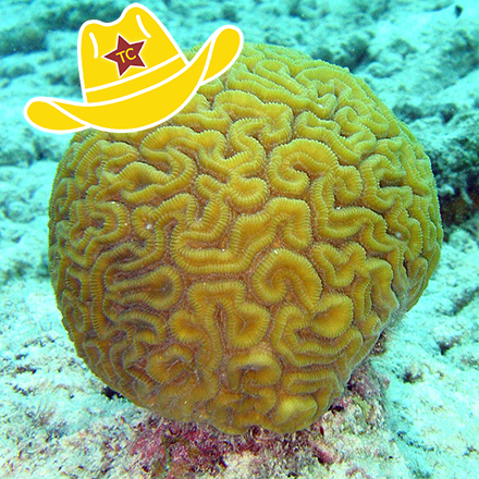 TexasCorral's tweet photo. It seems like you have Texas Corral on the brain (coral)! #texascoral #yeehaw https://t.co/yBzSojnMnu
