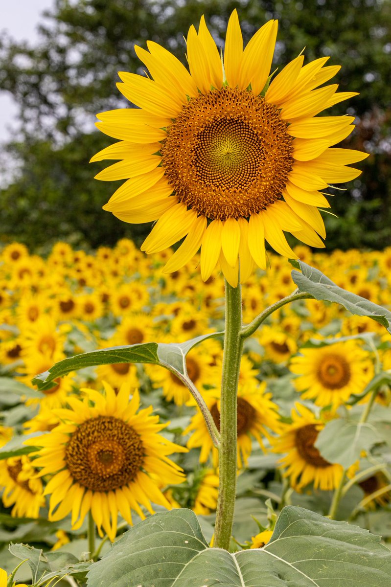 yuuyuula's tweet photo. 遂に初めてのヒマワリ畑へ🌻 非常に難しかったです🤔 花の背丈も大切だなと😏
#写真好きな人と繋がりたい
#写真撮ってる人と繋がりたい
#CANON
#eos6dmarkii
#ef2470f28liiusm
#TAMRON
#SP70-200mmF/2.8DiVCUSDG2
#ひまわり
#ひまわり畑
#清瀬ひまわりフェスティバル https://t.co/M1W6p1ReP3