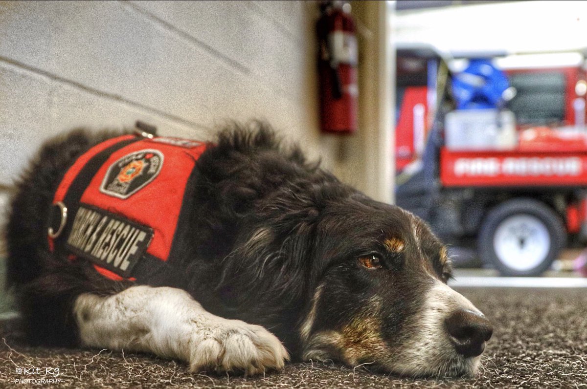 Kit_K9's tweet photo. A PRAYER TO ST. FLORIAN ON NIGHT SHIFT: “Please let sleeping firefighters lie!”
#PatronSaint #StFlorian #Firefighters #DogsOnShift #WorkingDog #DogsOfTwitter #SearchAndRescue #BorderCollie #Baillie🐾 #NightShift #CanonUSA #CanonCanada #Canon #CanonImages #CanonEOSR #EOSR https://t.co/aoC3SlYCe9