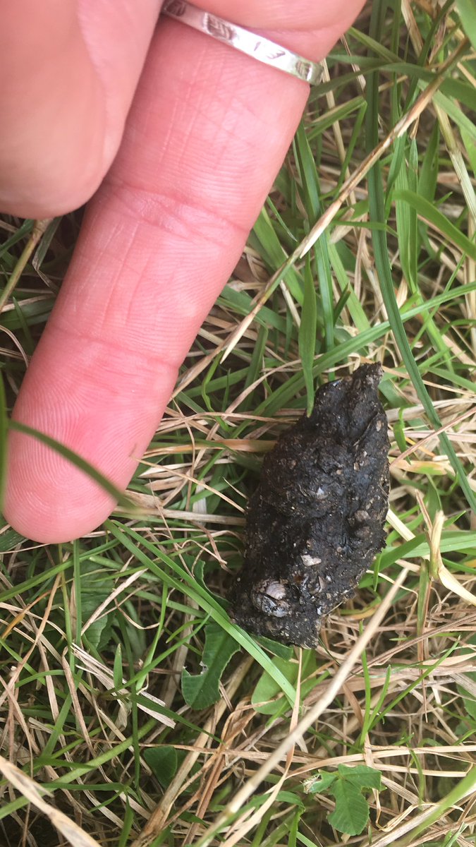 sianmarip's tweet photo. I love that I have hedgehogs in my garden (even if I have to keep explaining why I like having a hole in the bottom of my fence and slugs are accepted). #hedgehogs #pooid #wildlifegardening https://t.co/htrKBOZMOC