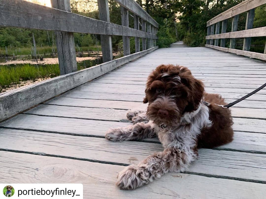halipawsns's tweet photo. from @portieboyfinley_ โข โข โข โข โข Big fan of mid-walk breaks๐ . . . . . . . . . . . . . #pwdsofinstagram #portuguesewaterdog #portie #portiepuppy #portiesofinstagram #portuguesewaterdogsofinstagram #dogsofinstagram #puppy #puppiesofinstagram #pwd #pwdpuppy #pupper #doggoโฆ https://t.co/Kh3lQRAUrW