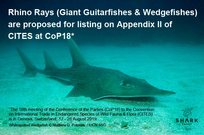 While only 2 species of Wedgefishes are proposed for listing on @CITES Appendix II (based on population declines), listing would also include the other 8 species in the family Rhinidae due to their similar appearance #RhinoRays #CITESCoP18 #CITES4Sharks #WedgefishWednesday