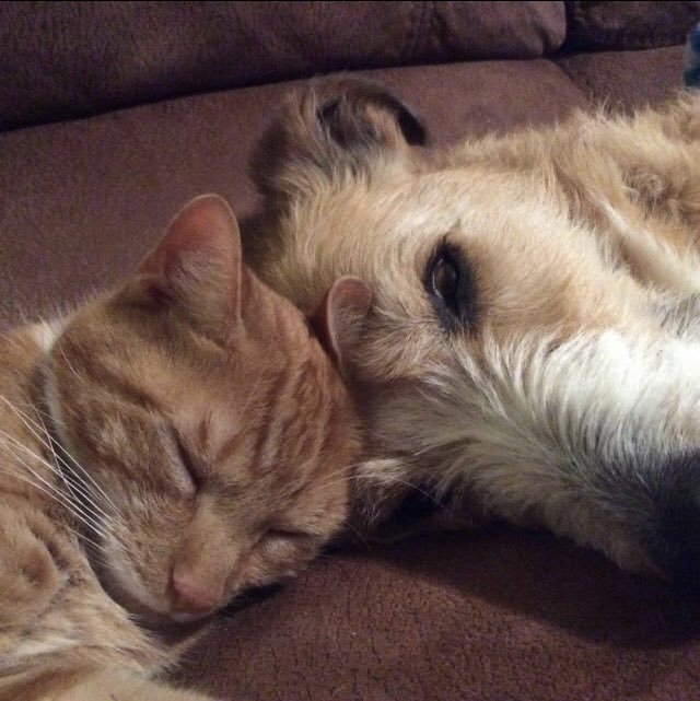 Billymajigs's tweet photo. @ChrisEvans How cute are my babies ❤️❤️ https://t.co/eyVM5deWSs