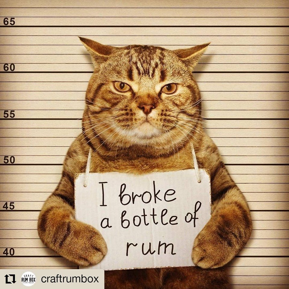 oneloverum's tweet photo. That's why we don't use this cat to deliver our rum! #repost #onelove #oneloverum #caribbean #caribbeanrum https://t.co/ku9bysSELa