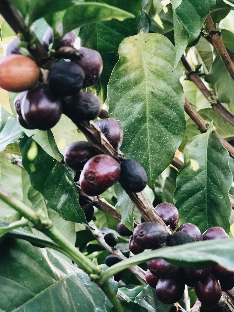 AfronomadsZim's tweet photo. Zona Estate also has coffee fields! You didn’t think we have coffee in Zim?? Well now you know 😁😁 #visitzimbabwe #travelafrica #coffeeestates #afronomads #chipinge https://t.co/sNgVNd894w