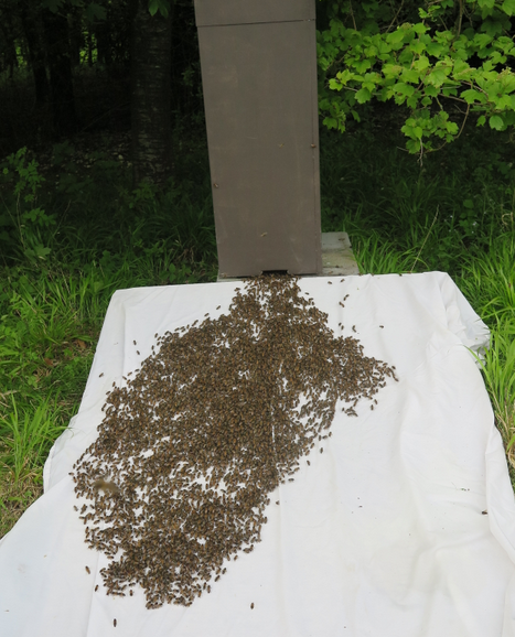 BeeCraftMag's tweet photo. Remember the simulated #treehive? We're off this morning to cut it apart and see what has been happening. https://t.co/ORHpsb3jDK
