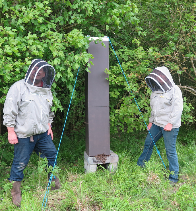 BeeCraftMag's tweet photo. Remember the simulated #treehive? We're off this morning to cut it apart and see what has been happening. https://t.co/ORHpsb3jDK