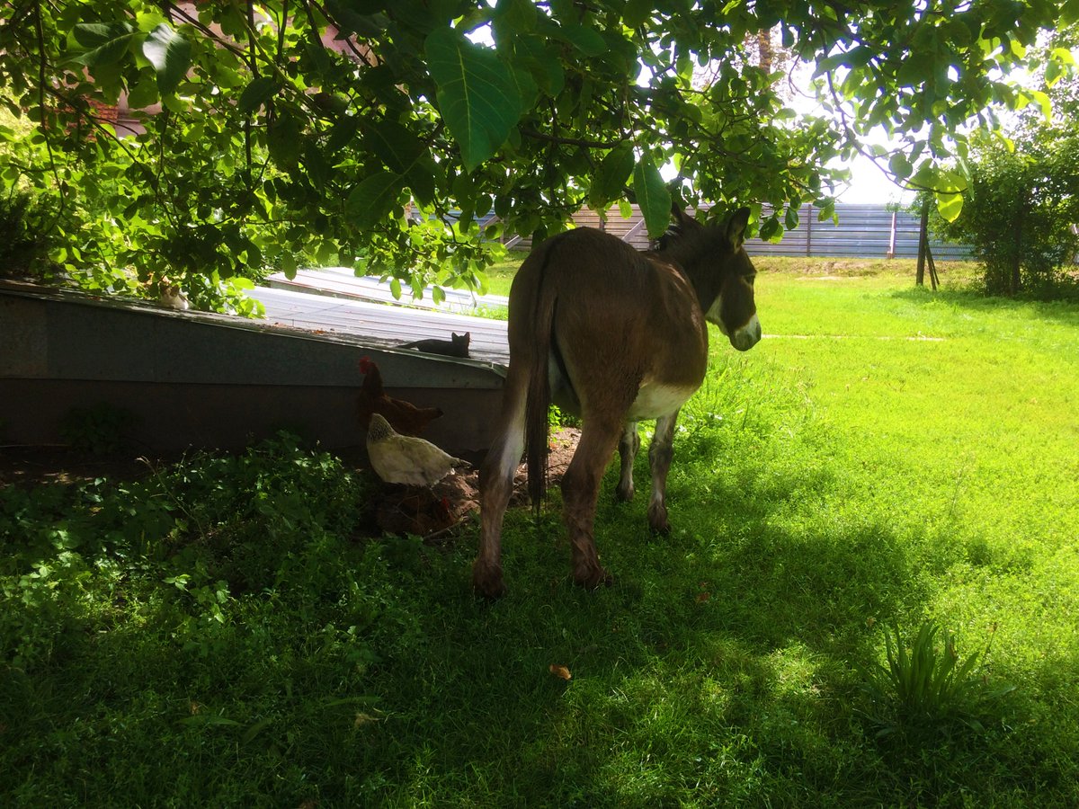 LocallifeK's tweet photo. You know the world is good when super chilled out donkeys, cats and chickens are all the best of friends. Spend the weekend with these guys and a team of cloistered nuns in the gorgeous 800 yr old Staniątki Monastary

#photography #malopolska  #Poland #Europe #farmlife   #animals https://t.co/RjpaiH1qR9