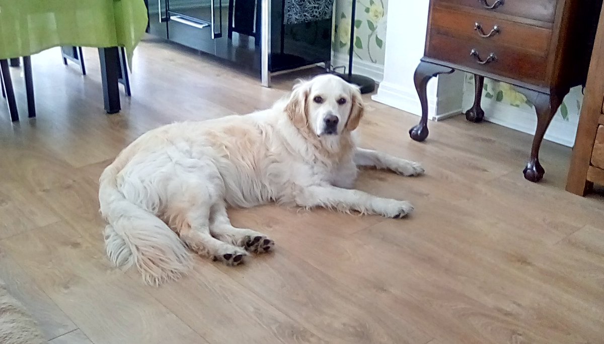 AllanStanBall's tweet photo. Love my dog ☺
#ripleytheretriever
@carolkirkwood https://t.co/G3Nk5wV8H7
