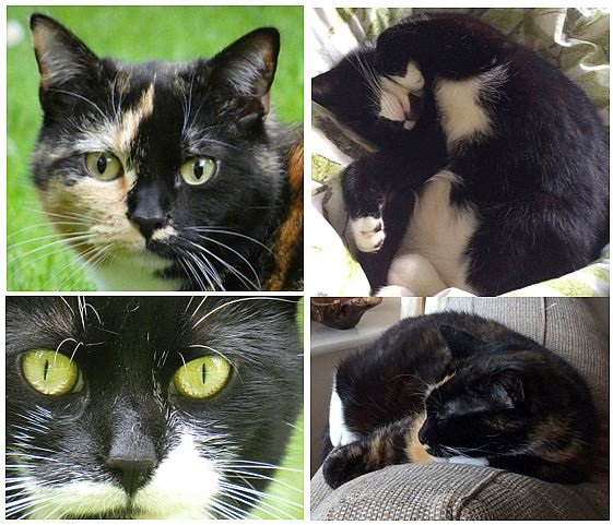 Today is my cats’ birthday.  They are 4 years old.  I always donate to the @RSPCAofficial on this day as they came to me from @rspcamcrsalford. #lovecats they make me happy every day.