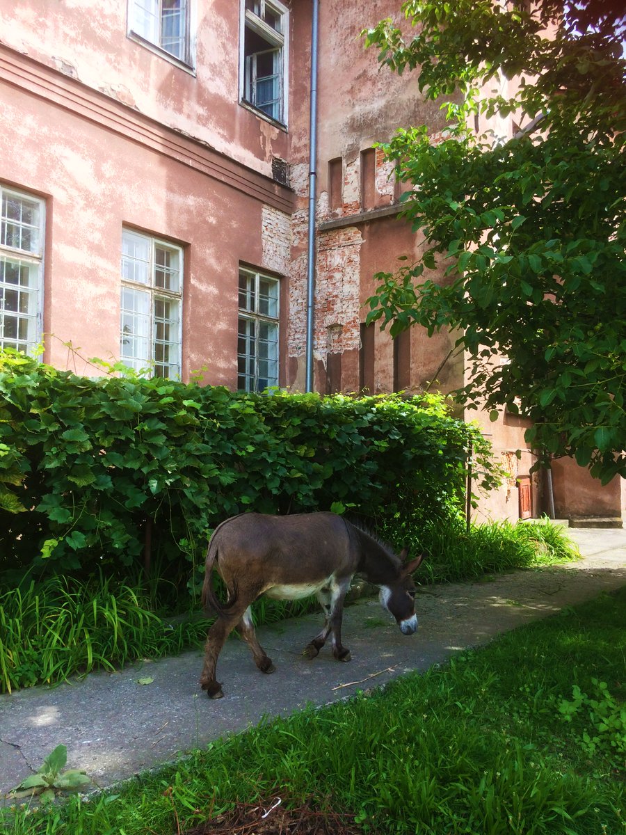 LocallifeK's tweet photo. Spend the afternoon hanging out with the Sisters' famous donkey, Michał. He might eat your shirt a bit but he's a good laugh. Staniątki Monastery's animals are all happy to share their peaceful home with you. https://t.co/xrNHUVLAQV