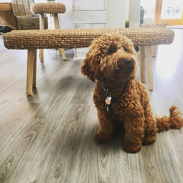 zaza_homes's tweet photo. Look at this little cutie posing in front of our Provence bench! I love how her fur blends in with the wicker โบ๏ธ
.
#dogsofinstagram #puppy #wickerfurniture #sustainableliving #wicker #bench #hallwaydecor #hallwaydesign #kitchenbench #homedecor #rattanfurniture #kitchenseatinโฆ https://t.co/g34qXDYUix
