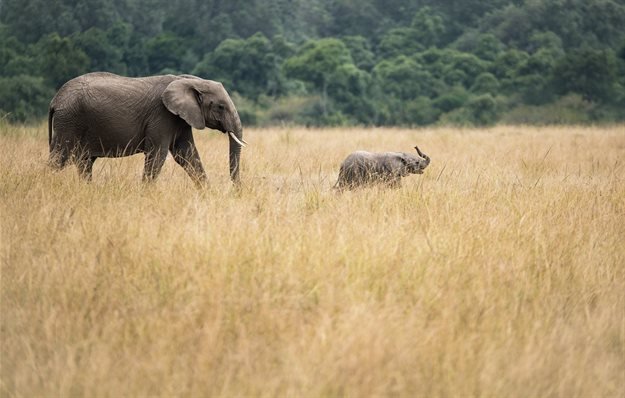 MinahilSafwan's tweet photo. 18th CITES Conference votes to end export of wild-caught elephants into captivity .
Good news for our gentle giants. https://t.co/OjnPwhqrZb