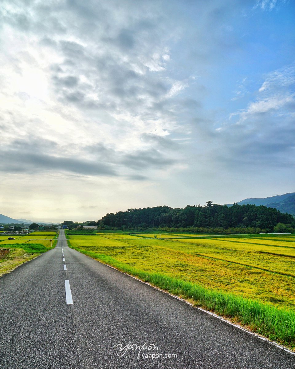 房総でハワイ気分 鴨川市 鴨川の田園地帯 田園ロード 鴨川の田んぼは ほぼ黄金色 どこ通っても綺麗な実りの季節である 1901 撮影 房総の絶景 絶景 千葉県 鴨川市 田園地帯 田園風景 実りの季節 一本道 T Co 6zdljzjaaq