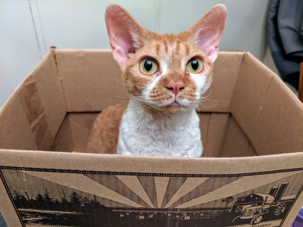 jgblastsoff's tweet photo. Cat in a Box https://t.co/kB0OZUE2f9 https://t.co/EZtFIG6HVA