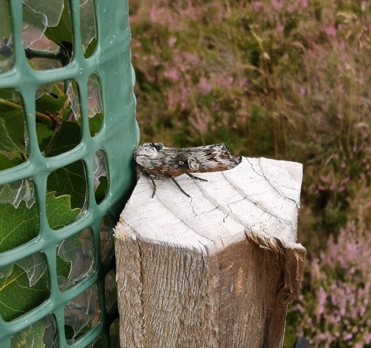 angelhorti's tweet photo. Out checking on new trees on the Speyside Way yesterday and came across this little fella. A Buff-Tip Moth so I'm told. Was looking so like a stick he almost met with my lump hammer by accident! #bufftipmoth #trees #landscapeconsultant https://t.co/Iidgz27Ssn