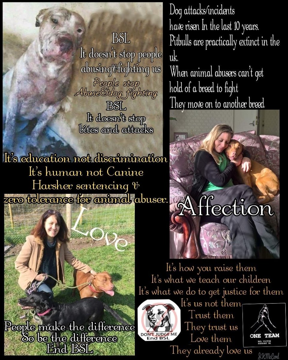 BSLVSUKOfficial's tweet photo. #EndBSL #OneTeam #EducationNotDiscrimination #LoveNotHate #AffectionNotAbuse #Love #Affection #Dogs #Pitbulls #Instsdogs #DogsOfInstagram #Instagrampitbull #Exempt #ExemptDogs #HumansNotDogs #TwitterDogs #DogOfTwitter #DeedNotBreed #ReasonNotTreason https://t.co/0qDHa96brQ