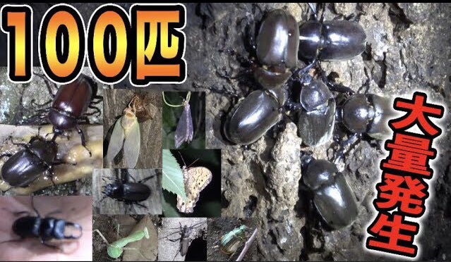 تويتر プリッとchannel على تويتر 都心で大量のカブトムシ発見 100均のものだけで虫100匹捕まえるまで帰れません T Co Bgevbetaaw 子供たちー カブトムシって買うものじゃなくて捕まえるものなんだよ カブトムシ クワガタ 虫とり T Co تويتر プリッとchannel على تويتر 都心で大量のカブトムシ発見 100均のものだけで虫100匹捕まえるまで帰れません T Co Bgevbetaaw 子供たちー カブトムシって買うものじゃなくて捕まえるものなんだよ カブトムシ クワガタ 虫とり T Co