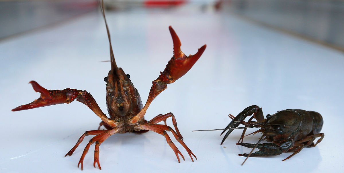 LifeInvasaqua's tweet photo. Dos #EspeciesInvasoras de crustáceos de río transmiten la «peste del cangrejo» https://t.co/DB8lp3GhwR

#EEI https://t.co/UDBAnI6jYc