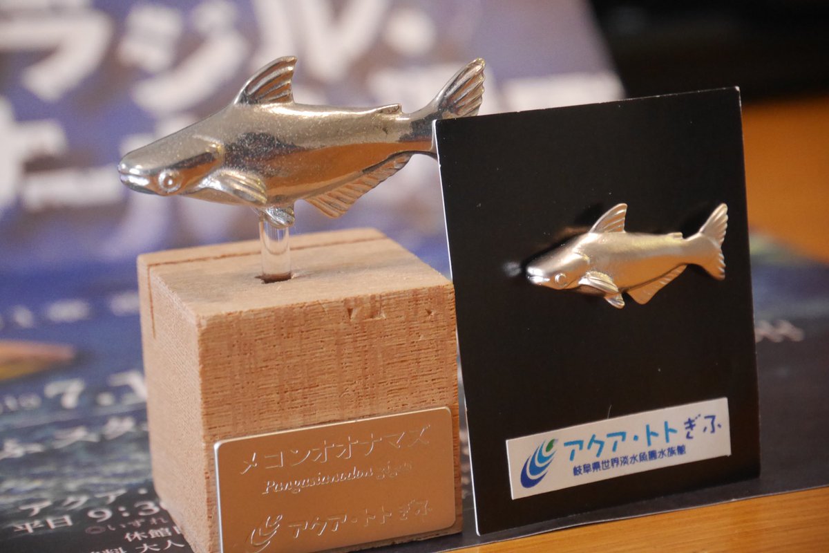 TTA_info's tweet photo. アクア・トトぎふの企画展で、移籍したドラドを展示してますよ〜、との話を聞いてやって来ました🚃
ドラドは相変わらずカッコよかったし、立派な大きさのマッドフィッシュは可愛かったし、メコンオオナマズのカードスタンドとピンバッチ買えて満足🙆‍♂️
企画展は12月まで開催されています！是非👍👍👍 https://t.co/nxbAqOtNZ8