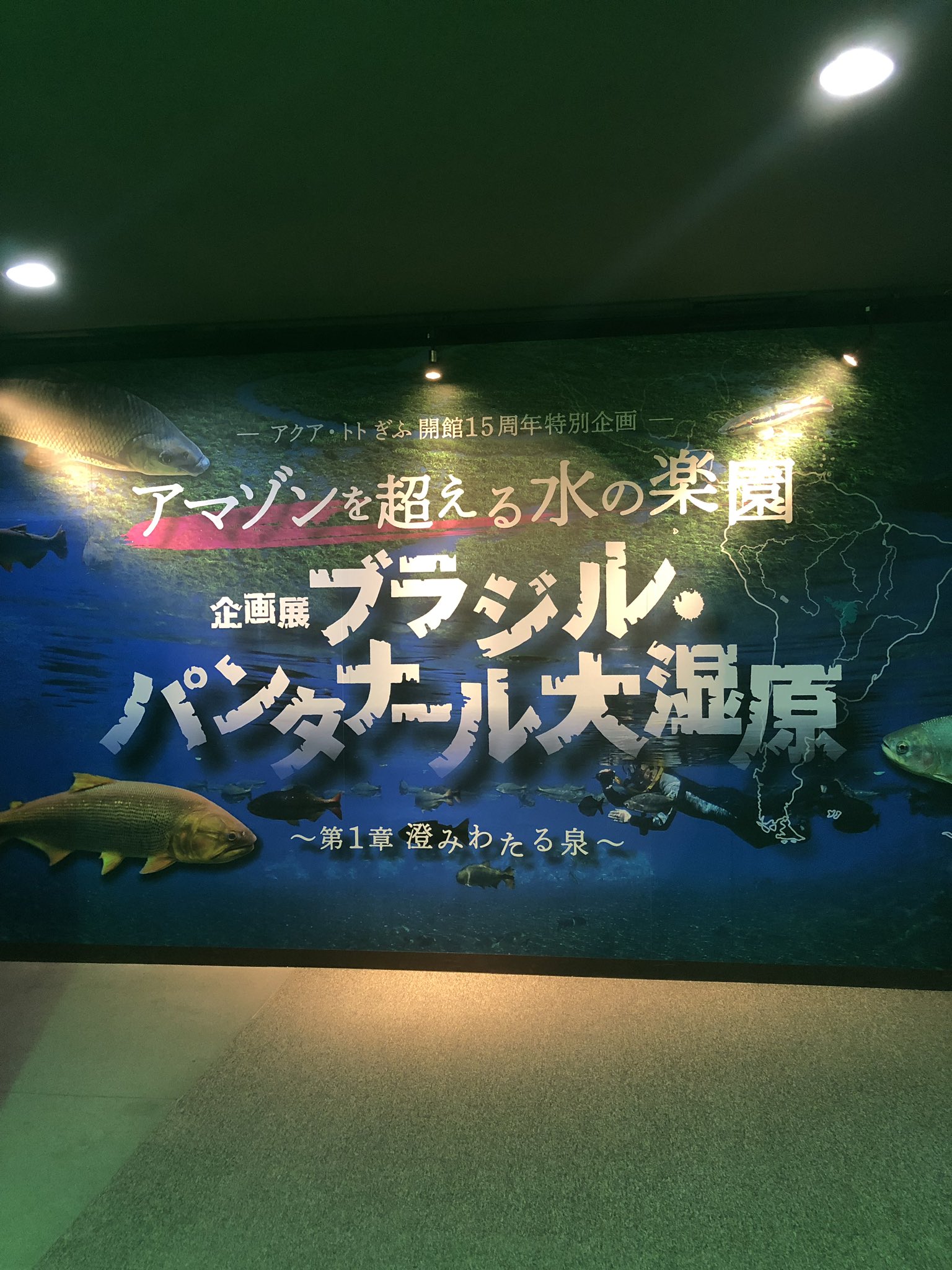 Tweets With Replies By 東京タワー水族館 でした Tta Info Twitter