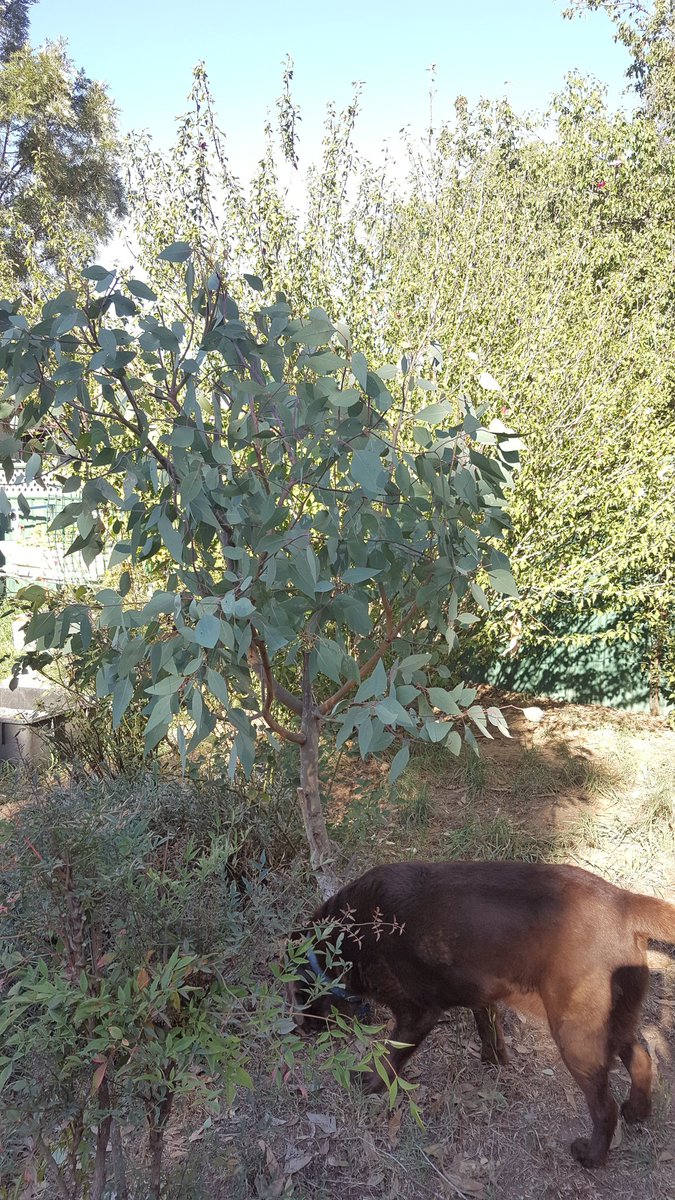 TwoDogHowl's tweet image. Day 4 of 7 days of our life...no two legs, no explanation...@gracieizzylab challenged us and we have to challenge someone each day....so....how about it @PeatMacWhisky?