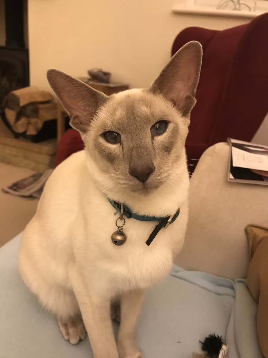 ElleB101's tweet photo. Can I go out please? #MeezerLife #CatsofTwitter https://t.co/jZy4Q0cmVn