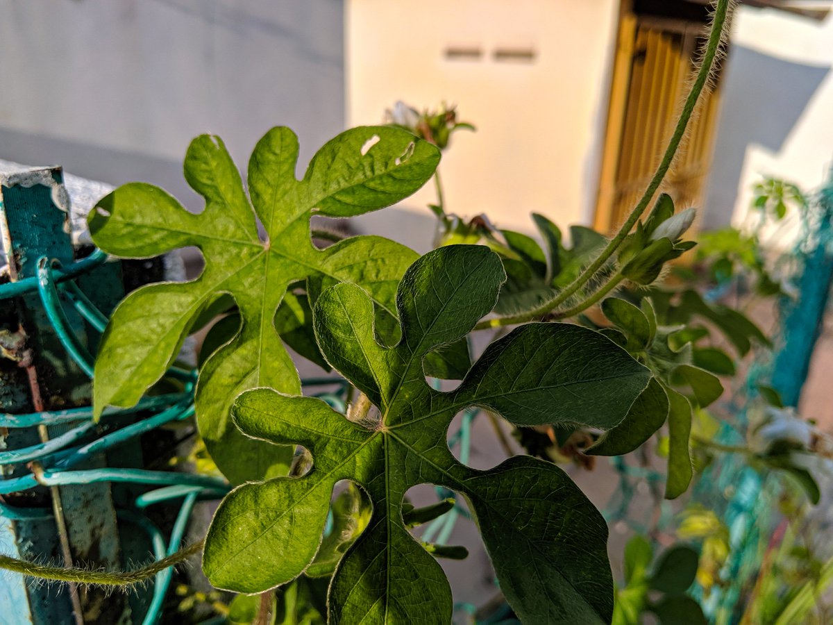 itsbangbob's tweet photo. Tumbuh melata.
#Nokia7Plus #trCam #snapseed #lightroom #VSCO https://t.co/7yTMupbeZ5