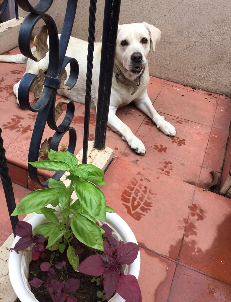 princess31kup's tweet photo. Pinkyyyy 😍😍😘😘 #KupSays

#basil #redspinach #multilayering #gardeningideas https://t.co/OFlBs9tgKQ