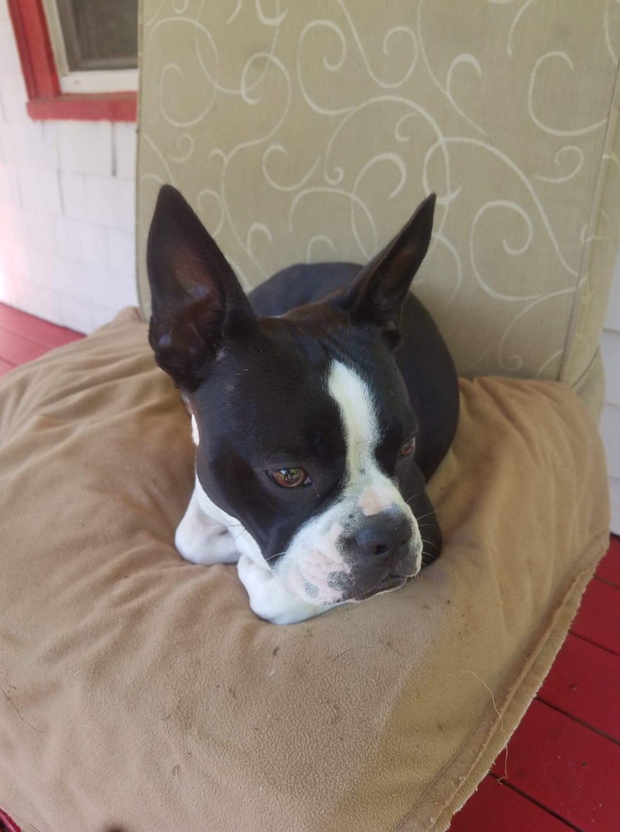 MoishesMom's tweet photo. The expressive face of #MinnieBat #GrumpyPup #batpack #banpuppymills https://t.co/44l1ld8hgl