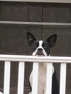 MoishesMom's tweet photo. The expressive face of #MinnieBat #GrumpyPup #batpack #banpuppymills https://t.co/44l1ld8hgl