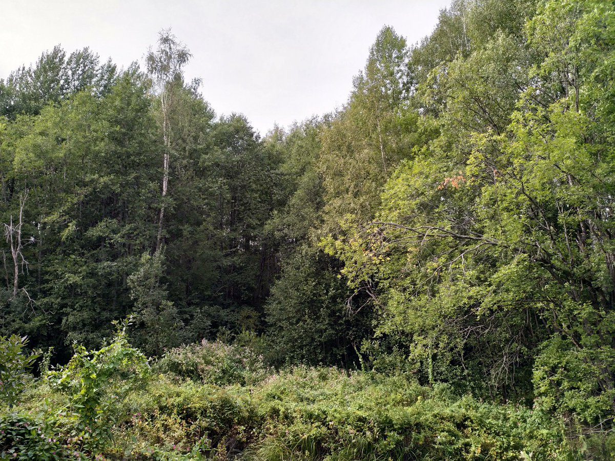 HakkinenLeila's tweet photo. Tämä rinne oli lapsuuteni vauhdikas pulkkamäki, "Jättiläisen peffa". Nyt se näyttää pikku-kumpareelle ja kasvaa monimetristä lehtipuuta, #jättipalsami'a sekä #karhunköynnös'tä, joka painaa alleen joen penkan #mesiangervo't. https://t.co/CtrRZUEzxB
