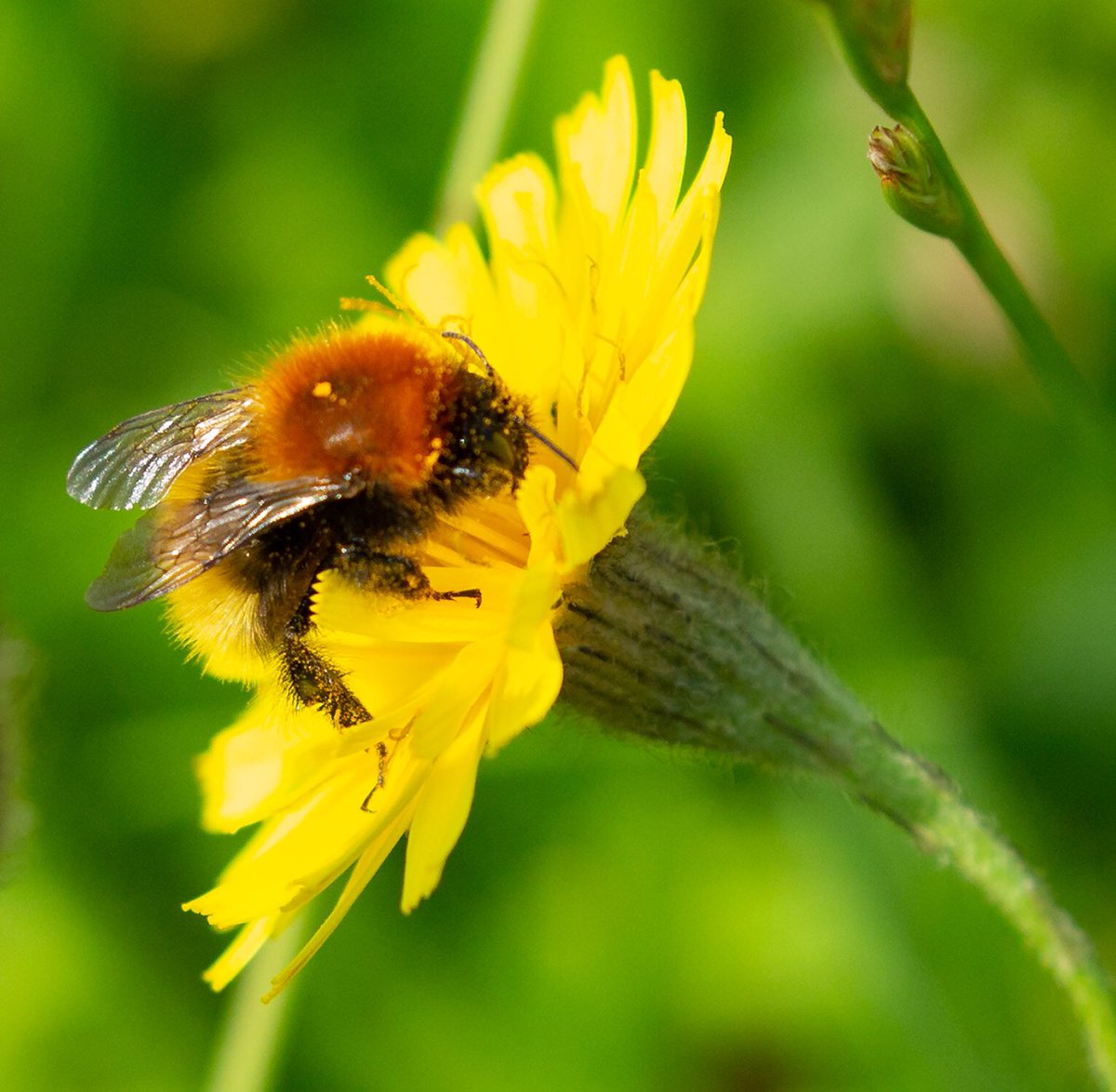 .<a href="/B_Strawbridge/">Brigit Strawbridge</a> <a href="/holidayhighland/">🏴󠁧󠁢󠁳󠁣󠁴󠁿Holiday Scottish Highlands & Islands</a> 
4 days left to send an objection letter to the Councils plans to approve a commercial space rocket facility at Scolpaig, Outer Hebrides. This beautful Moss Carder bee was photogrphed at Scolpaig, which is covered in rare Machair #bees #nature