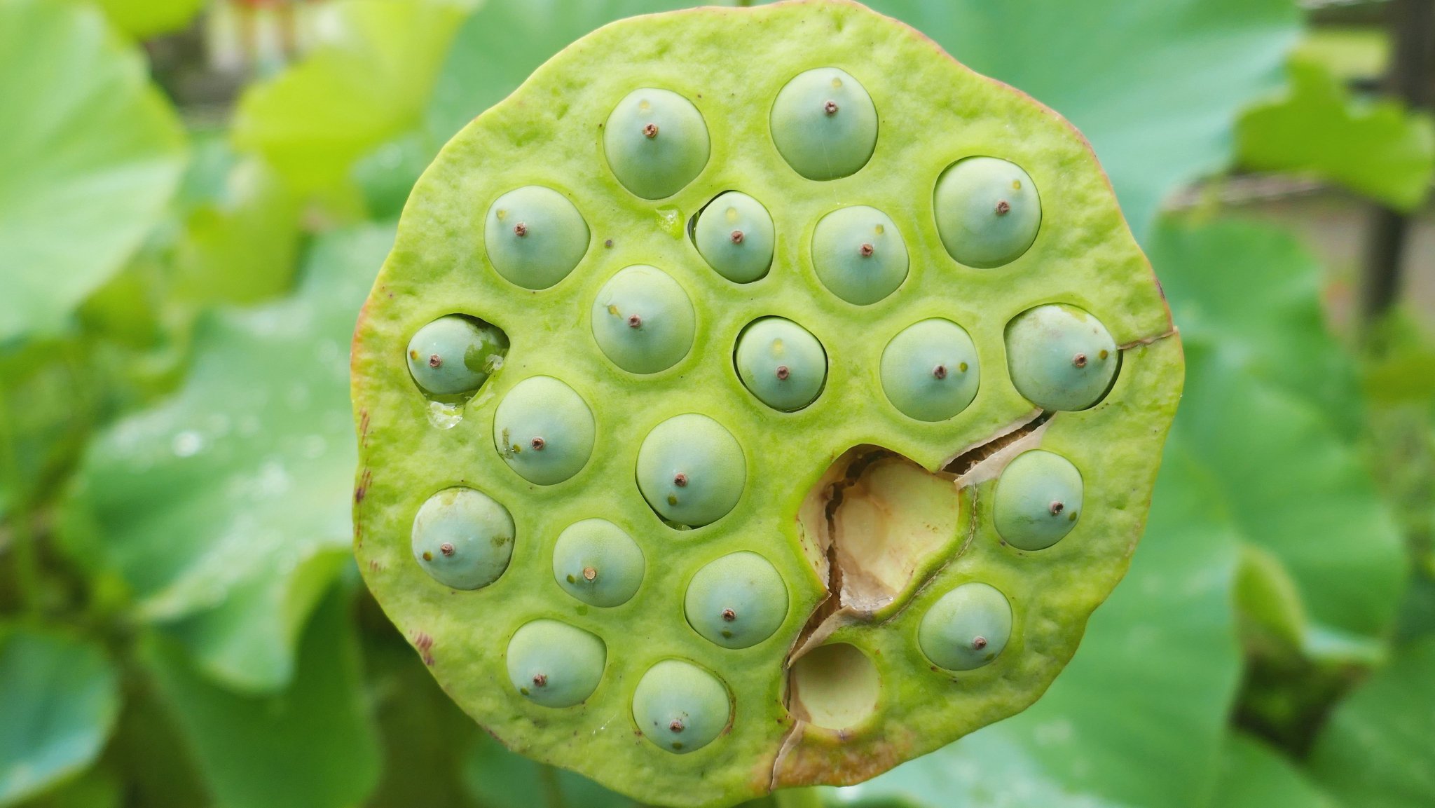 ট ইট র 旨みとコク ハスの実 気持ち悪いと言う人が多いけど ハスの実